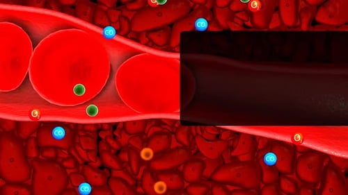 Blood Flow and Gas Exchange in Capillaries Animation