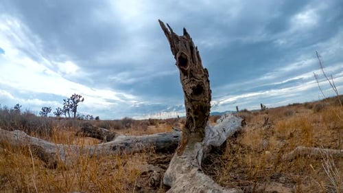 The remains of a long-dead Joshua tree are bleached dry in the Mojave Desert's harsh climate - slidi