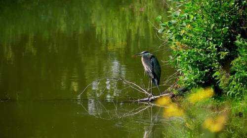 Grey Heron Fishing in a Lake at Forest Sunny Day