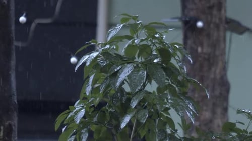 Gotas caem em cascata sobre a folhagem vibrante, nutrindo a vida com cada toque