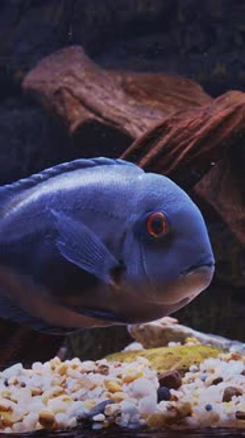Blue Fish Uaru nageant