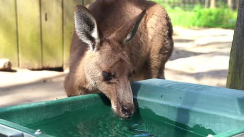 Plan rapproché d'un mignon kangourou ou wallourou assoiffé buvant l'eau du seau dans le sable animalier