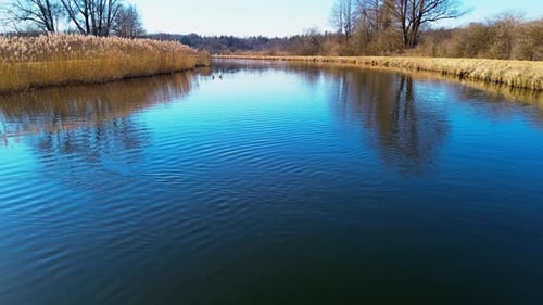 Serene river scene with two ducks swimming on calm blue water, surrounded by golden reeds and bare t