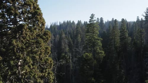 Aerial backward at Giant Sequoia National Monument, California. USA