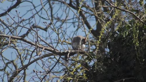 Grey Squirrel Sat On Tree Branch Cleaning Grooming Itself Slow Motion Daytime Sunny Windy Borehamwoo
