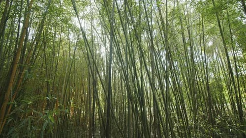 Camera following between green bamboo culms and leaves.