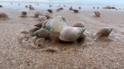 Sea snails consuming a jelly fish on the beach in South Africa