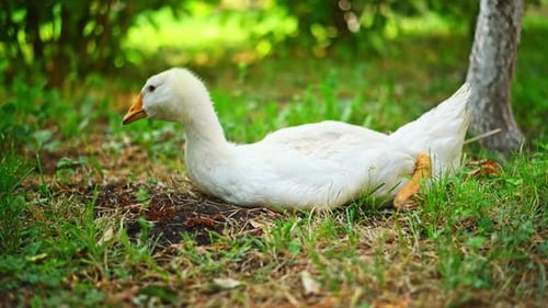 Goose on the grass