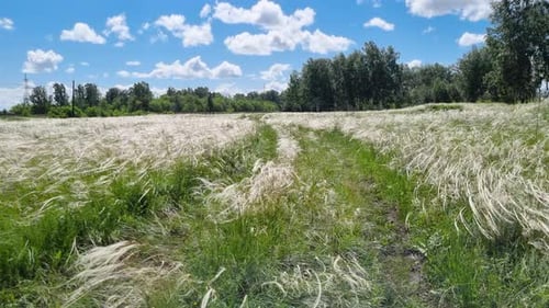 Wild Feather Grass in the Field in Summer Plants Swaying in the Wind Green Grass with White Fluffy
