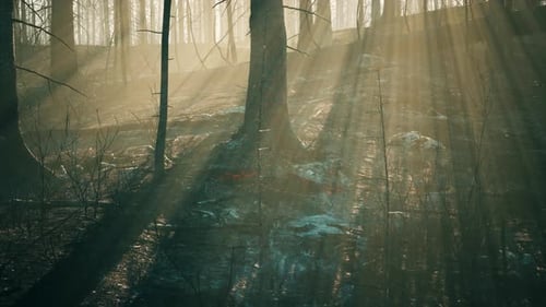 Waldbrand mit verbrannten Bäumen nach einem Lauffeuer