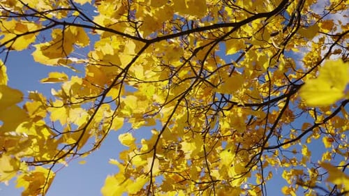 Bright Yellow Maple Leaves on a Branch Sway in the Wind on a Sunny Autumn Day