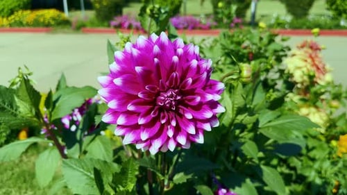Gros plan de fleurs de dahlia roses dans le jardin. Ralenti.