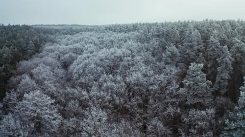 Panoramic view of thick forest in winter. Fantastic landscape of nature with snowy white trees.
