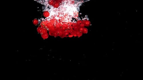 Red Currant Falls Underwater with Bubbles