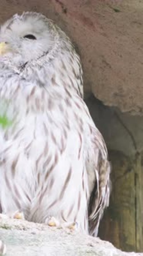 Le hibou blanc est l'un des plus grands oiseaux de la famille des hiboux Nyctea Scandiaca Bubo Scandiacu Vertical