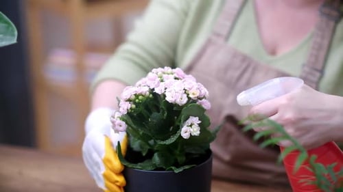 Woman Gently Sprays Pink Flowering Houseplant