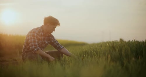 Farmer Crouches in Field Inspecting Crops at Sunrise