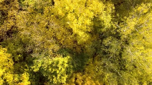 Autumn Forest with Bright Orange and Yellow Leaves