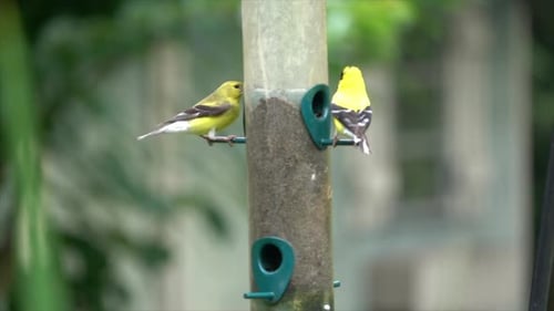 Goldfinches eat nyjer (thistle) seed from a bird feeder in slow motion.