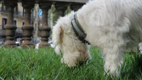 White Dog Sniffing Grass in Urban Area