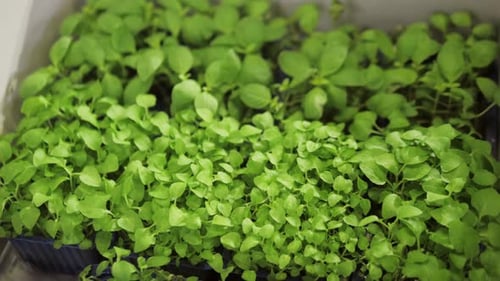 Different Types of Microgreens Closeup Top View
