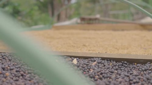 Drying coffee beans in the sun