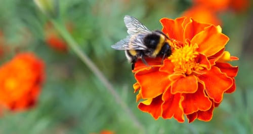 Bumblebee Gathering Pollen on a Vibrant Orange Flower