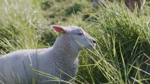 Süßes Tier, Schaf, Dolly, Lamm, Vieh, das bei Tageslicht und sonnigem Tag auf der Weide weidet, Gras