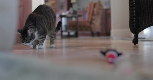 Pasear gatos en interiores y comer golosinas