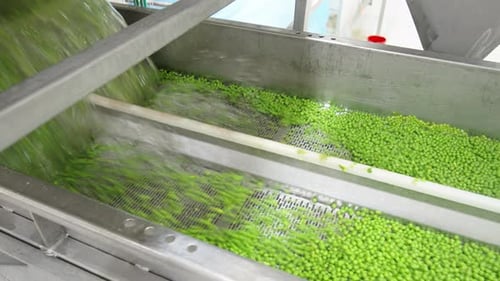 Green peas on a convyeor belt in a canned food sorting and production facility