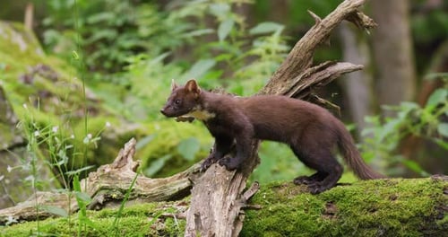 Wild European Pine Marten Walking in Virgin Forest