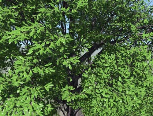 Close Up Tree On Alpha