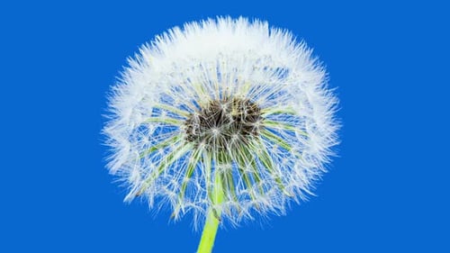 Löwenzahnblüten-Zeitraffer auf blauem Hintergrund. Blühender weißer Löwenzahn. Flauschige Blume