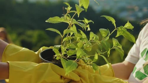Mom and Daughter Hands Holding Young Tree Plant Landscape on the Background Leaf Earth Agriculture