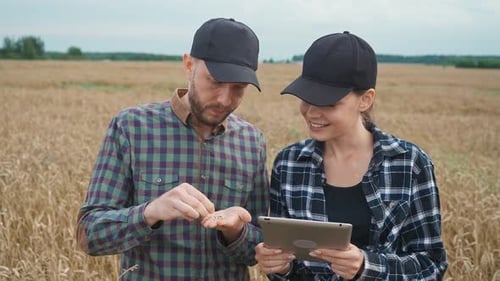 Farmers Stands in the Field of Rye Environmentalists Investigate Crop Growth Slow Motion