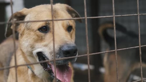 Dog Panted in a Kennel Behind a Wire Fence