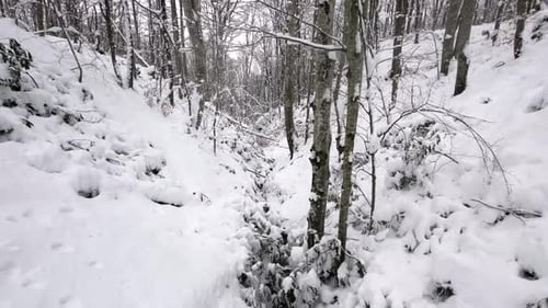 Snowy Forest