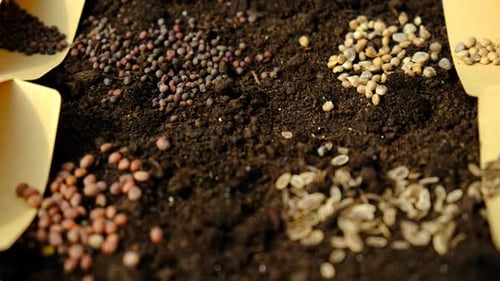 La tierra y las semillas son muchas plantas diferentes que se siembran en primavera en el jardín