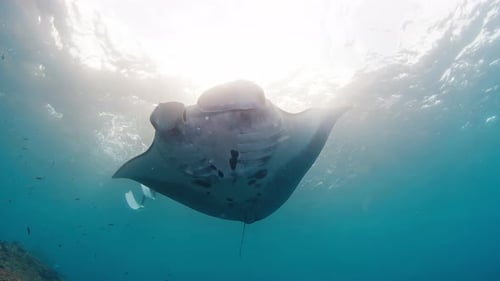 Giant Oceanic Manta Ray or Mobula Birostris Slowly Swims Underwater Near the Cleaning Station at