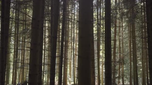 Tracking shot through the forest