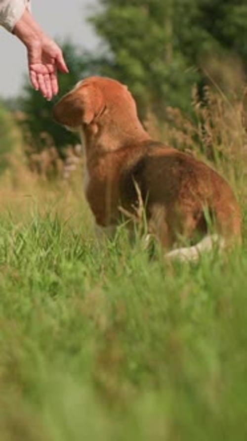 Pet Owner Feeding Dog in Grassy Field While Second Dog Looks On in Sunny Countryside