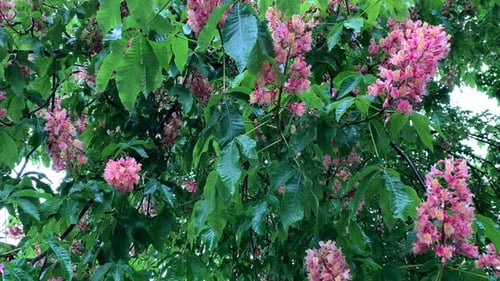 Rosa Blüten an einem Kastanienbaum sind von Wind und Regen betroffen