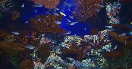 Banggai Cardinalfishes Swim In Underwater