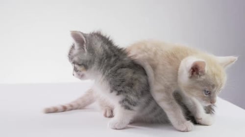 Fondo blanco -Adorables gatitos bebés sobre fondo blanco -cat yinyang\_1