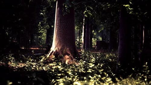 Misty Beech Forest on the Mountain Slope in a Nature Reserve