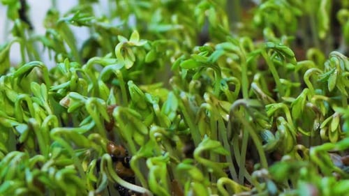 Fresh Green Sprouts Growing in Abundance