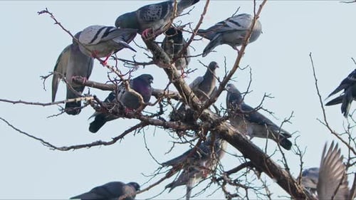 Tier, Vogel, Tauben, Tauben auf einem Baum (6)