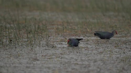 Grey Headed Swamphen Feeding Among Reeds in Freshwater Lake
