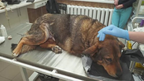 The Doctor Strokes a Sick Dog in a Vet Clinic