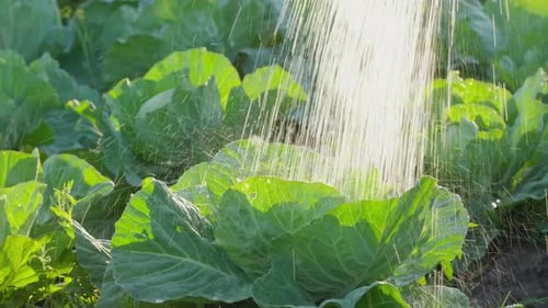Watering Can Irrigation Water for Green Cabbage Seedlings Plants Vegetable Garden Organic Farming